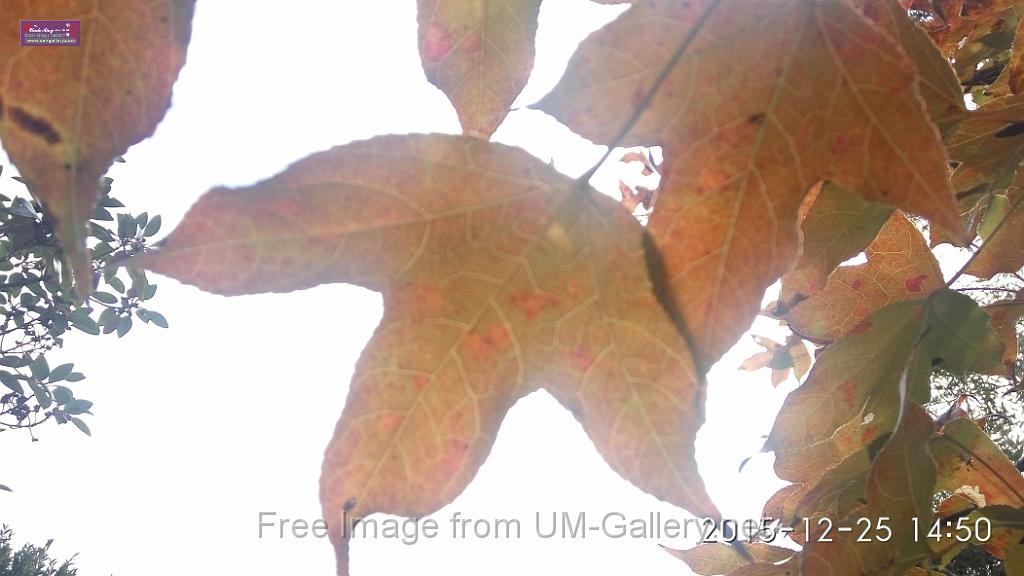 20151225red leaves-IMG_145037.jpg